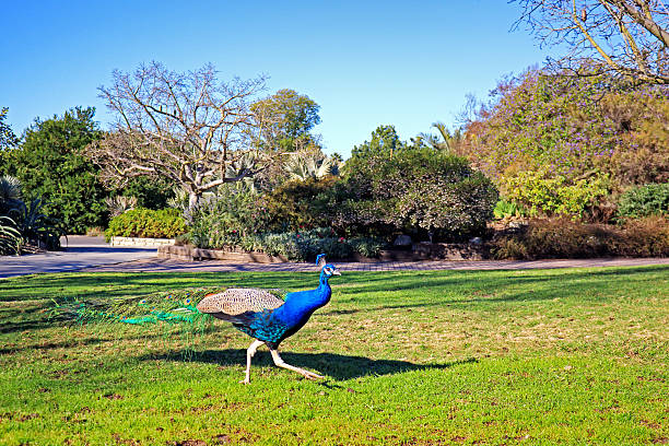 Free Run Peacock Free run peacock in park. arboretum stock pictures, royalty-free photos & images