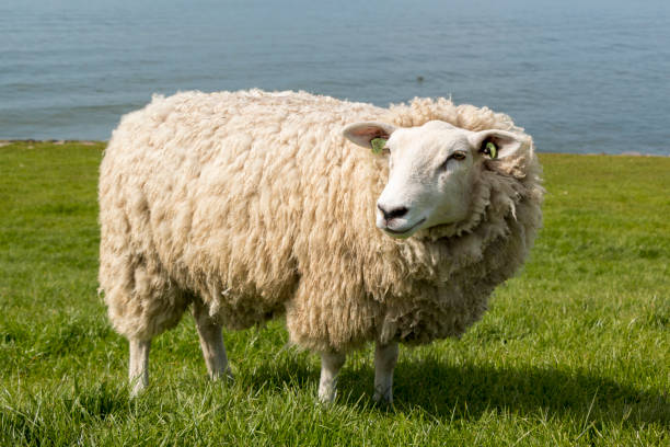Free walking sheep at the dyke in The Netherlands in springtime stock photo