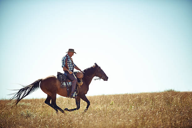 freedom on the open fields - cowboy horse bildbanksfoton och bilder