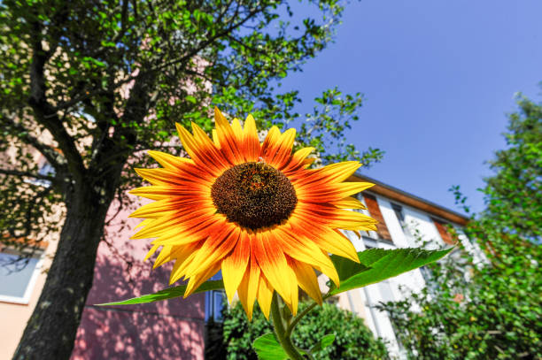 Freiburg im Breisgau, Vauban, Indian Summer, Flower stock photo