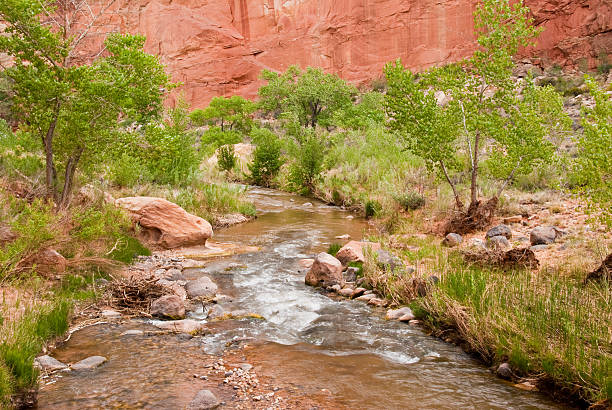 Fremont River Capitol Reef National Park is in the desert of southern Utah. The park is filled with cliffs, towers, domes and arches. The first part of the park’s name derives from the many dome shaped Navajo Sandstone formations each of which resembles the US capitol. The second half of the name refers to the parallel impassable ridges which the early settlers called reefs. The first paved road through this area wasn’t constructed until 1962. Central to the area is the famous Waterpocket Fold, a 100-mile wrinkle in the earth, which is 65 million years old and the largest exposed monocline in North America. The Fremont River has carved canyons through some parts of the Waterpocket Fold but the area remains a dry desert. The park is also a showcase for ancient history and the more recent history of the Mormon pioneers. This scene of the Fremont River was photographed from the Hickman Bridge Trail in Capitol Reef National Park near Fruita, Utah, USA. jeff goulden capitol reef national park stock pictures, royalty-free photos & images