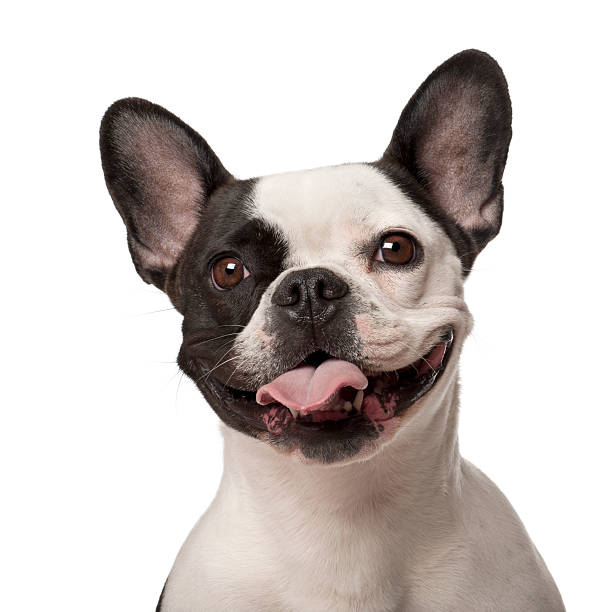 French Bulldog, 3 years old, against white background French Bulldog, 3 years old, against white background french bulldog stock pictures, royalty-free photos & images
