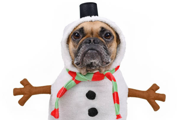 franse hond van de buldog omhoog gekleed als sneeuwpop met grappig volledig kostuum van het lichaamskostuum met gestreepte sjaal, valse stokwapens en kleine hoge hoed op witte achtergrond - christmas funny stockfoto's en -beelden