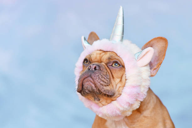 French Bulldog dog wearing funny unicorn costume headband stock photo