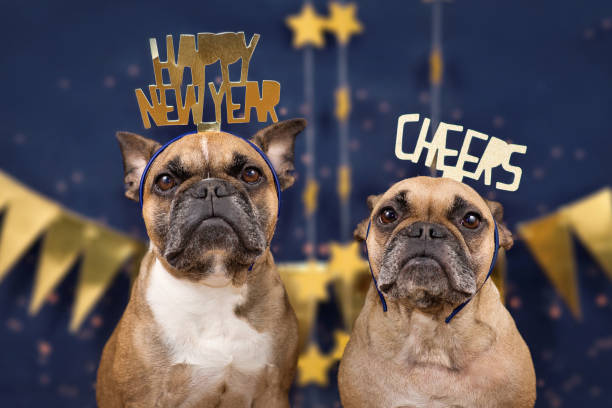 French Bulldog dogs wearing golden New Year's Evve party celebration headbands with words 'Happy new year' and 'cheers' in front of blue background French Bulldog dogs wearing golden New Year's Evve party celebration headbands with words 'Happy new year' and 'cheers' in front of blue background with golden garlands happy new year dog stock pictures, royalty-free photos & images