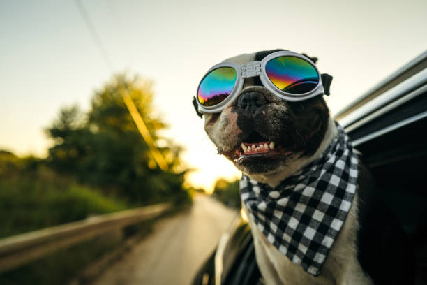 French Bulldog enjoying the car ride French Bulldog with sunglasses and plaid scarf is looking out the open window during the car ride. funny dog stock pictures, royalty-free photos & images