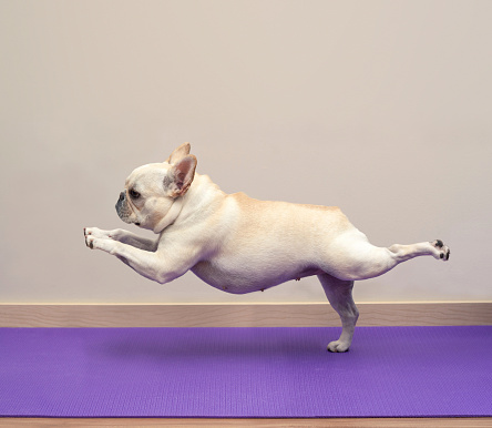 French Bulldog In Yoga Pose Warrior 3 Stock Photo - Download Image Now