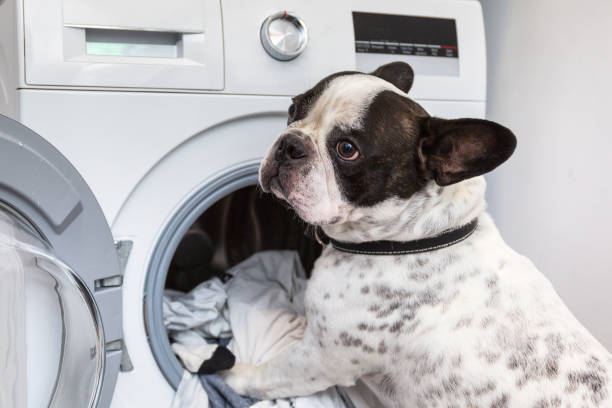 French bulldog loading dirty laundry French bulldog loading dirty laundry to the electric washer dryer photos stock pictures, royalty-free photos & images