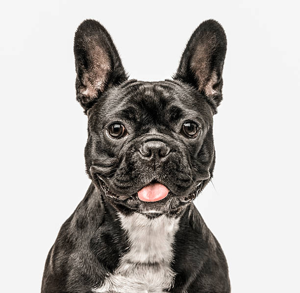 French Bulldog looking at the camera isolated on white close up of a French Bulldog looking at the camera isolated on white french bulldog stock pictures, royalty-free photos & images