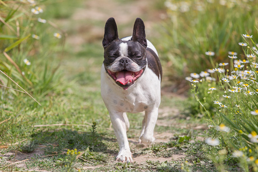 French Bulldog Mix Boston Terrier Stock Photo Download