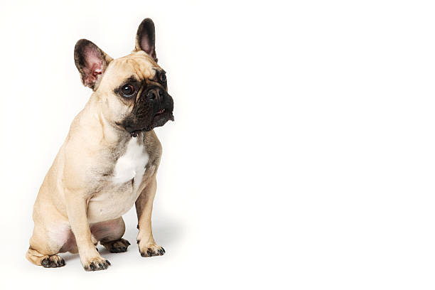 French Bulldog  french bulldog stock pictures, royalty-free photos & images