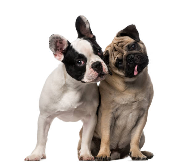 French Bulldog (7 months old), Pug (8 months old) French Bulldog (7 months old), Pug (8 months old) two animals stock pictures, royalty-free photos & images