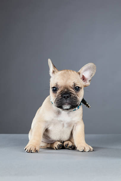 French Bulldog Puppy Cocking His Ear stock photo