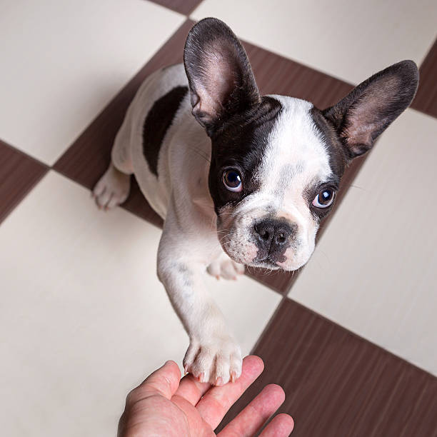 French bulldog puppy giving a paw while sitting