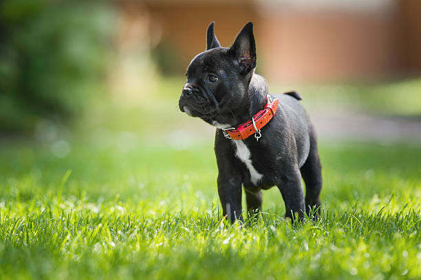 French bulldog puppy French bulldog puppy in the park french bulldog stock pictures, royalty-free photos & images