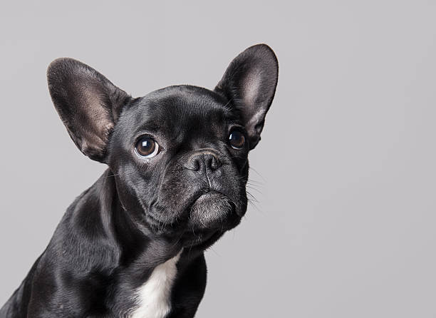 French Bulldog Puppy French bulldog puppy looking up on gray background french bulldog stock pictures, royalty-free photos & images