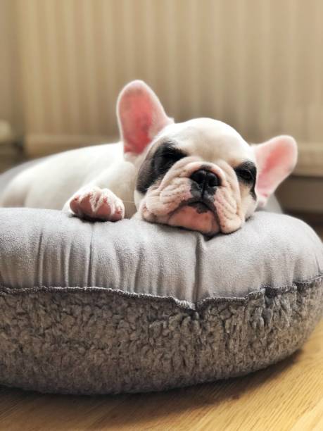 French bulldog puppy sleeping on dog bed stock photo