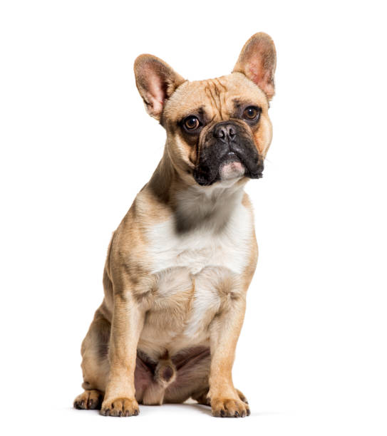 French Bulldog sitting in front of white background French Bulldog sitting in front of white background french bulldog stock pictures, royalty-free photos & images