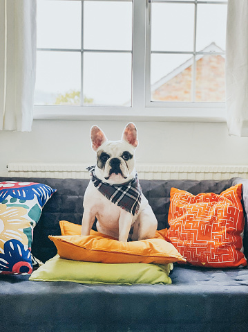 Frenchie dog  with bandana sitting on sofa
