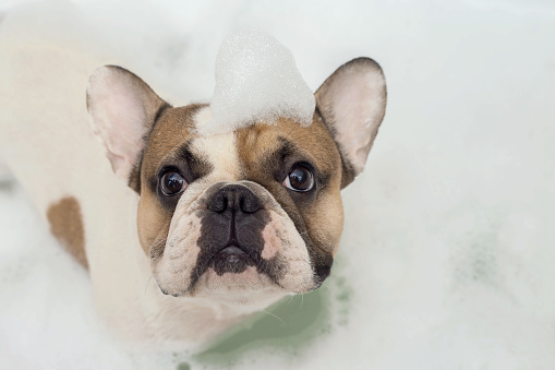French Bulldog Takes A Bath Stock Photo Download Image