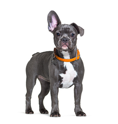 French Bulldog wearing an orange dog collar listening with one ear up