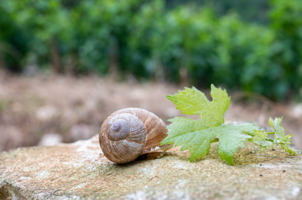 French cuisine, big tasty edible land snails escargot growing on vineyards in Burgugne, France stock photo