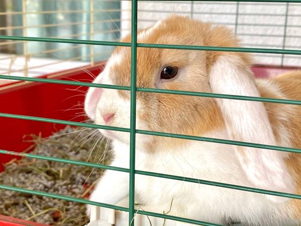 French lop, belier Belier breed rabbit inside its cage rabbit hutch stock pictures, royalty-free photos & images