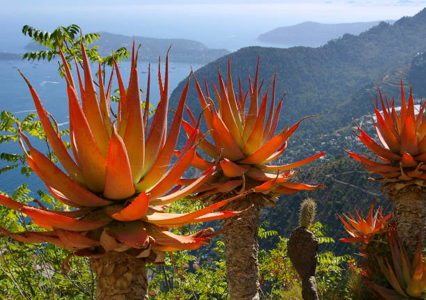 French Riviera, exotic garden in the Eze village stock photo