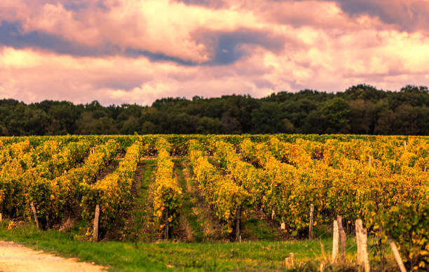 French Vineyards Sunset stock photo