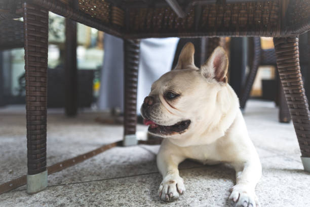 A Frenchie waiting under the table, Good Boy stock photo