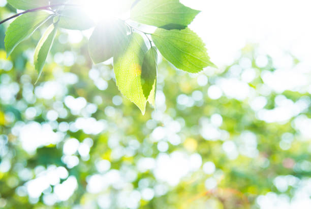 バックグルーオンドのための新鮮な葉と緑の葉 - 木漏れ日 ストックフォトと画像