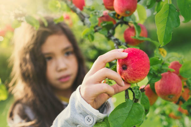 Fresh apples from a tree A child picking apples from a tree in a garden. swedish girl stock pictures, royalty-free photos & images