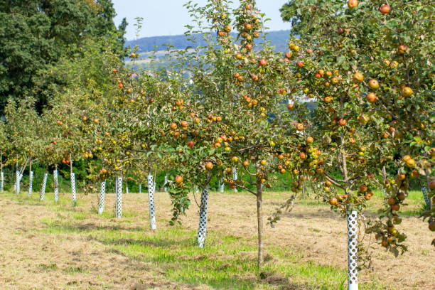 Fresh apples on the tree stock photo