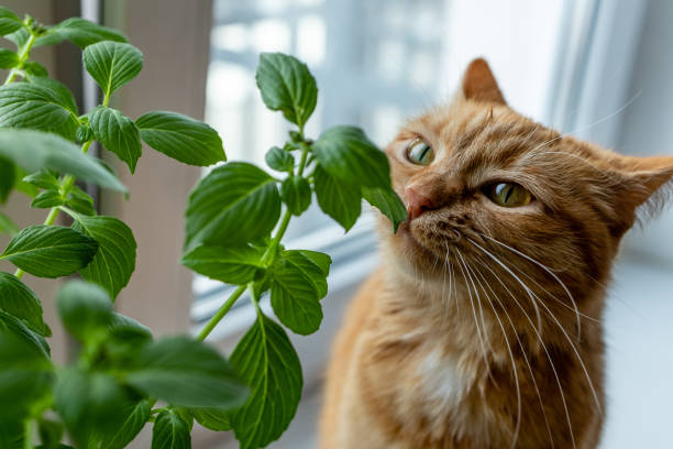 What are the Smells Cats Really Hate? 