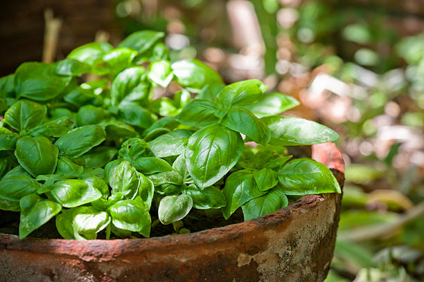 Fresh basil growing in an old terracotta pot outdoors Selective focus image of some green basil plants in an old terracotta pot. basil stock pictures, royalty-free photos & images