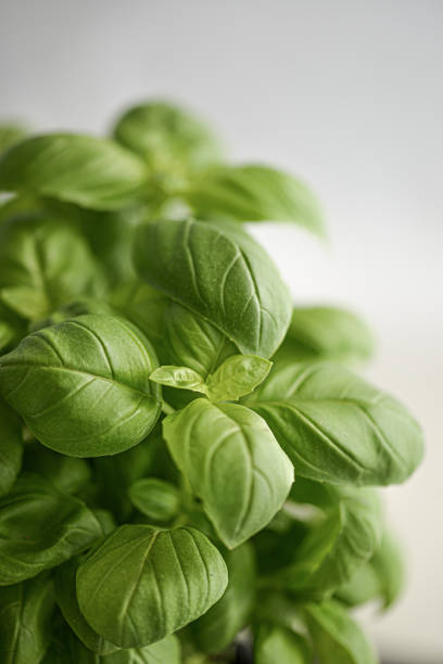 Fresh basil herb close-up stock photo