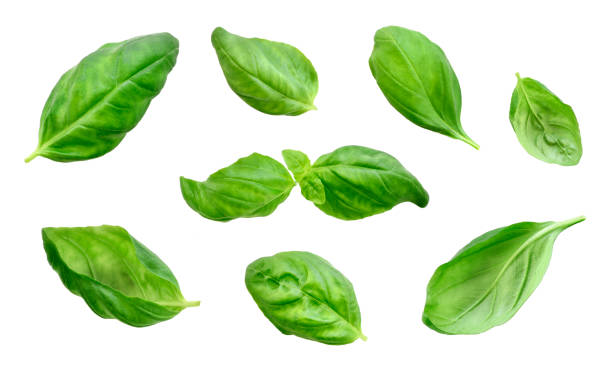 Fresh basil leaves, isolated on white background Fresh basil leaves, isolated on white background. Cut out herb, basil or spinach leaf, design elements. Group of objects, green leaves, cooking ingredients. basil stock pictures, royalty-free photos & images