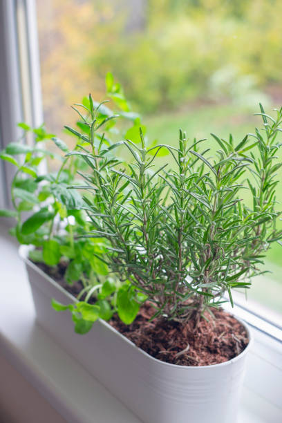 Fresh basil, mint and rosemary are growing in a large white flower pot on windowsill indoors. Window mini garden concept. stock photo