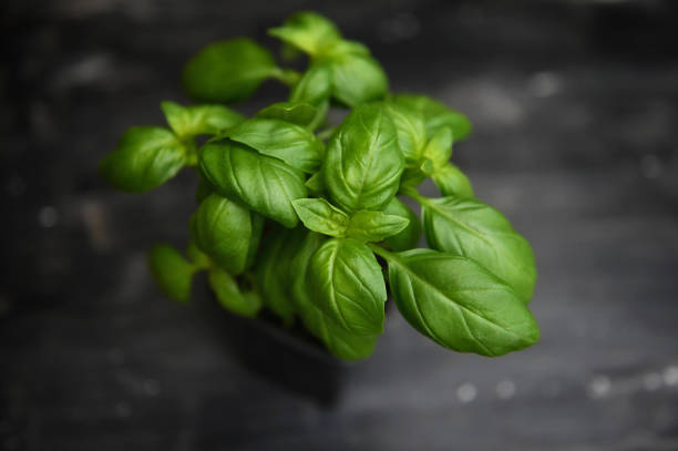 Fresh basil on a dark background. Green basil on a dark background. Food background. A lot of basil. Fresh basil on a dark background. Green basil on a dark background. Food background. A lot of basil. basil stock pictures, royalty-free photos & images