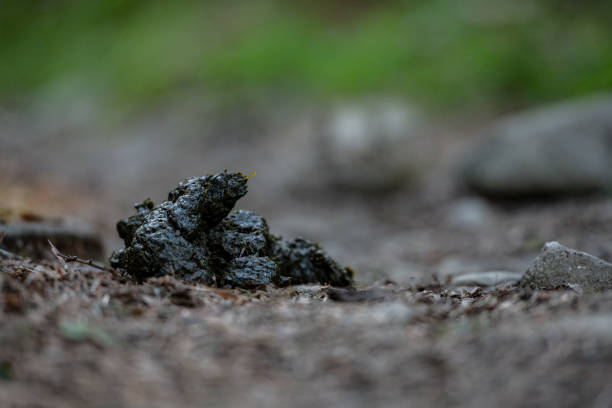 Fresh Bear Scat On Trail Fresh Bear Scat On Trail from low angle bear scat photo stock pictures, royalty-free photos & images