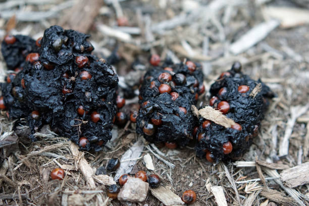 Fresh bear scat bear scat feces bear scat photo stock pictures, royalty-free photos & images