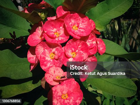 istock Fresh Blooming Red Flowers Of Euphorbia Milii Or Crown Of Thorns In The Warm Morning Sun 1306768856