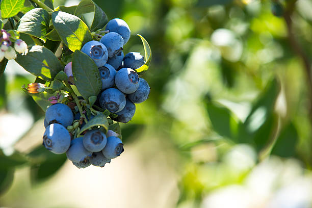 Fresh Blueberries stock photo
