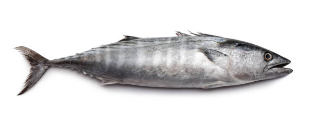 pesce fresco bonito isolato su bianco - tonnetto foto e immagini stock