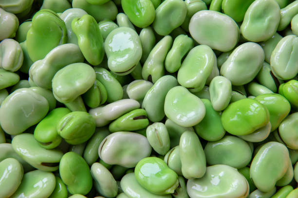 Fresh broad bean in spring Fresh broad bean in spring broad bean stock pictures, royalty-free photos & images