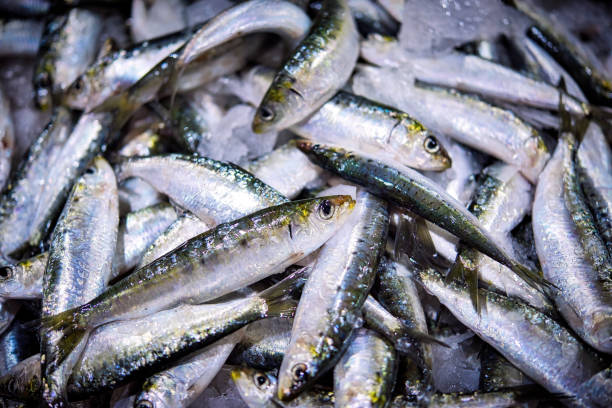 Fresh bunch of small Portuguese sardines on ice exposition at the fish market. stock photo