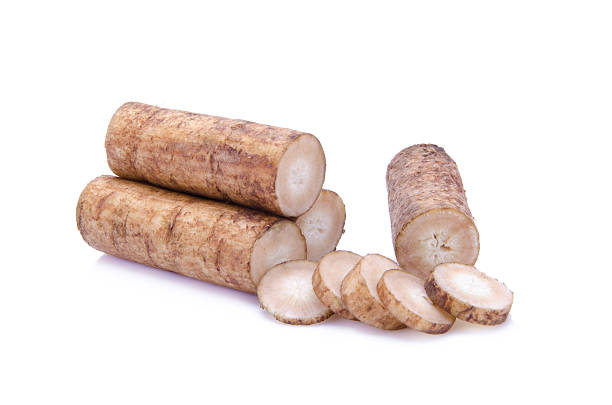 Fresh Burdock roots on white background stock photo