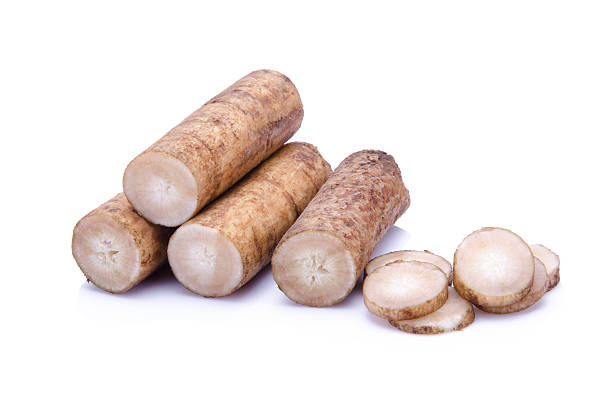 Fresh Burdock roots on white background stock photo