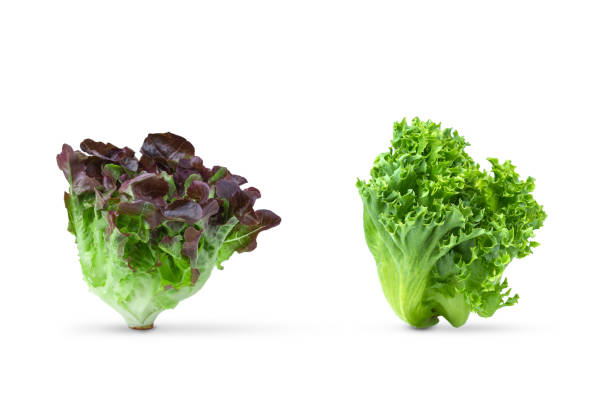 Fresh Butterhead with Red and green oak lettuce on a white background, Hydroponic salad stock photo