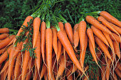 istock Fresh carrot bunches in open air market 1015995028